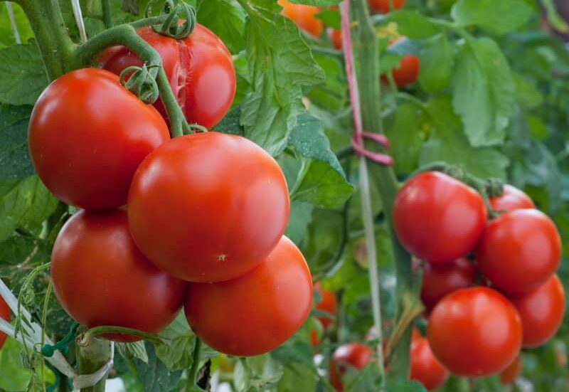 red round Stupice tomatoes hanging ready for harvest