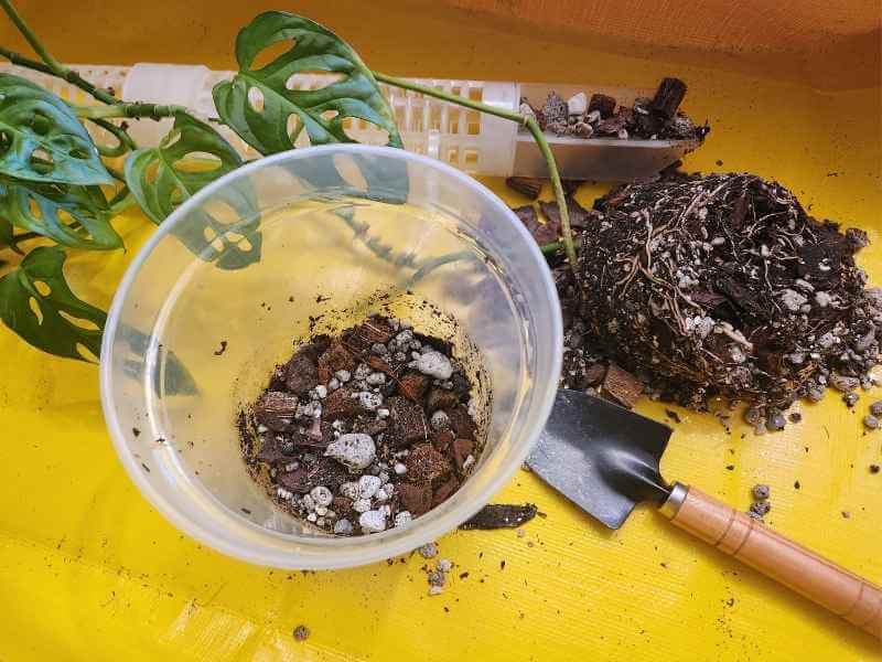 New pot being prepared with tools to repot an indoor Monstera plant