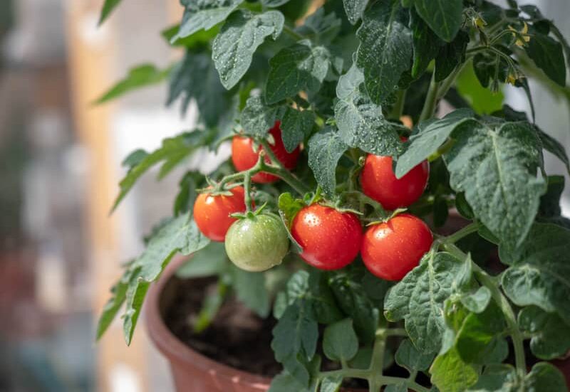 ripe and green cherry tomatoes in a pot close up.