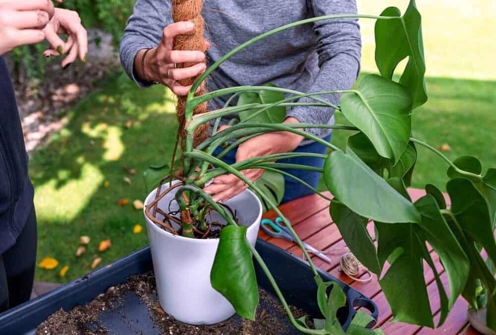 How To Stake A Monstera