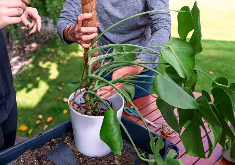 staking a monstera