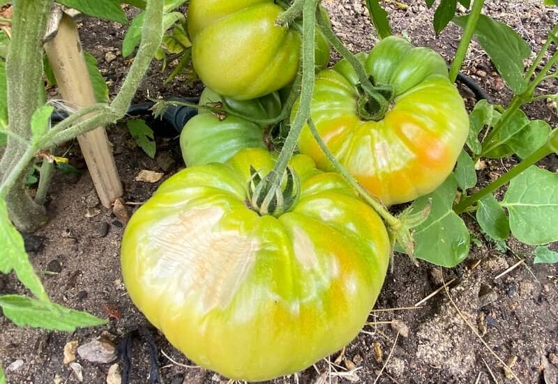 White leathery patches on large green tomatoes