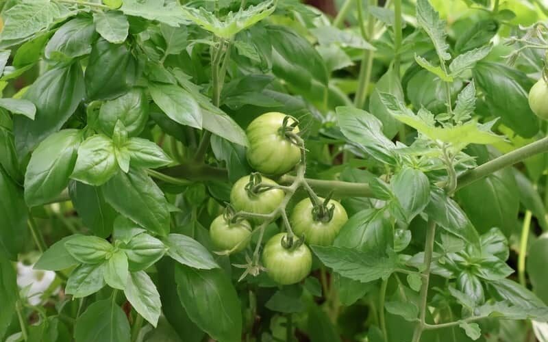basil growing around tomato plant with unripe fruits