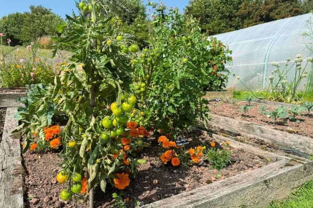 The Best Tomato Companion Plants In Australia