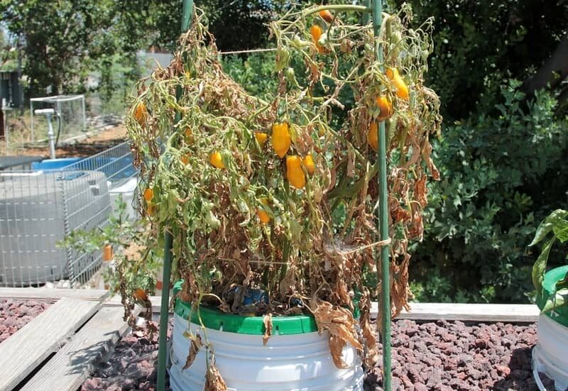 tomato plant with drying leaves in pot