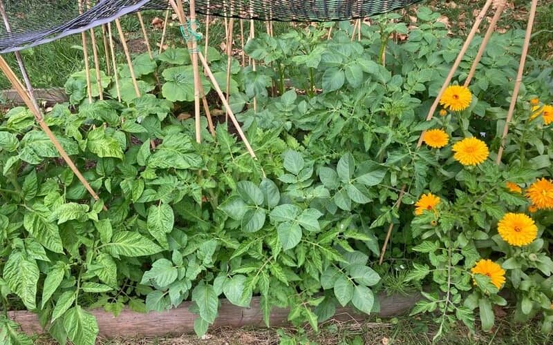 tomato plant with marigold and other plants in a garden