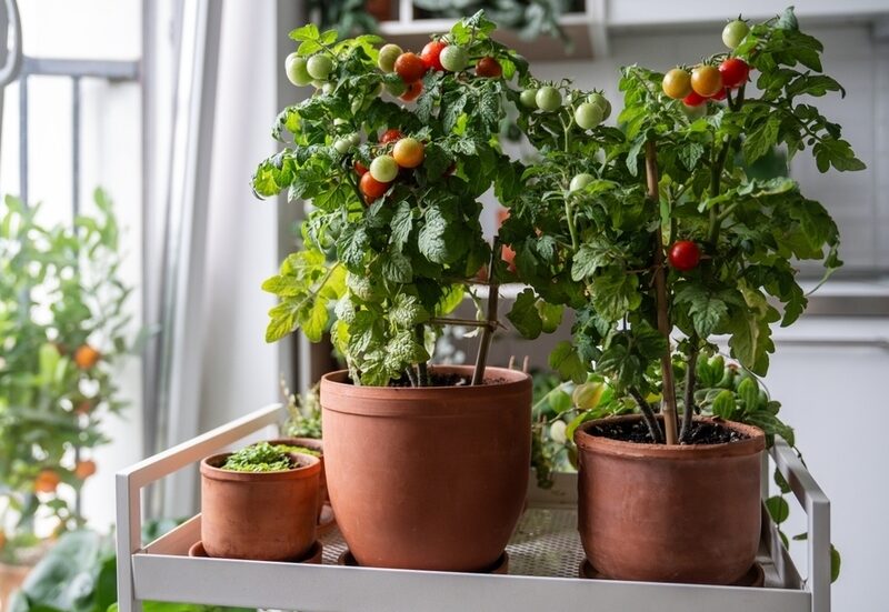 tomato plants with bamboo sticks for support in pots indoors