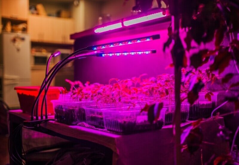 tomato seedlings under full spectrum LED grow lights
