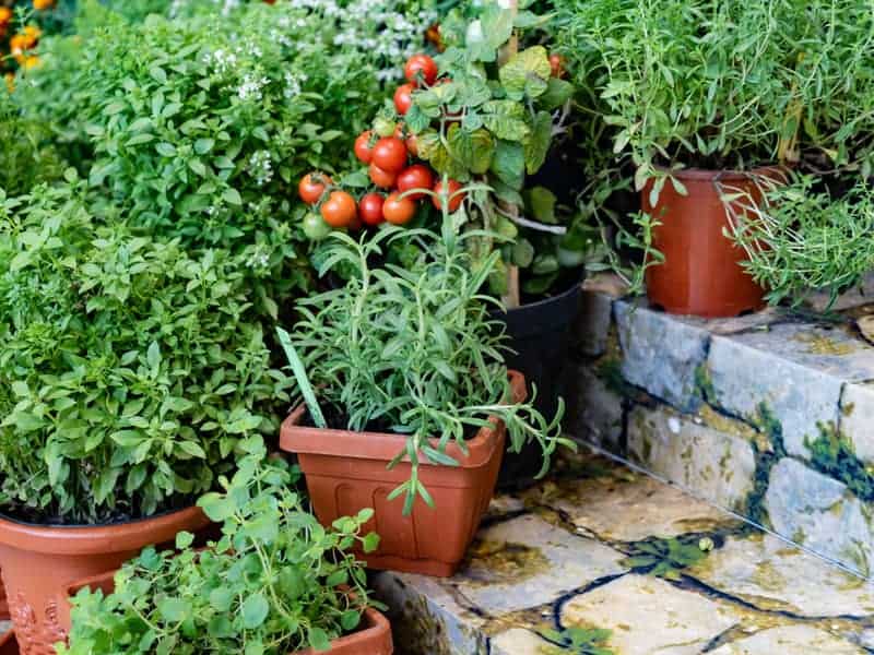 tomato thyme and other herbs