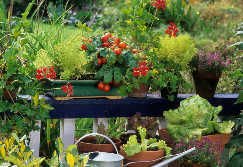 tomatoes and leafy greens planted together in a garden