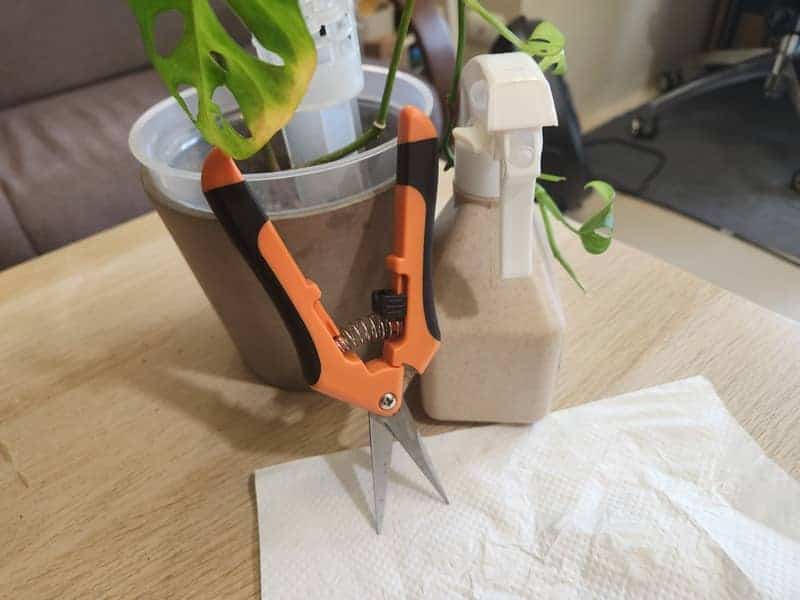 Sharp pruning shears and a spray bottle next to potted Monstera