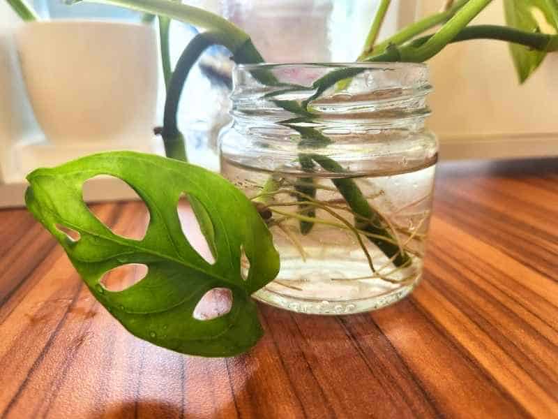 Close up of Monstera cuttings in water growing roots