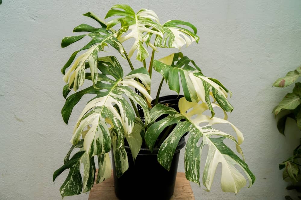 variegated monstera plant in a pot