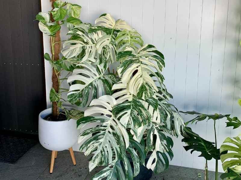 Variegated Monstera with stakes