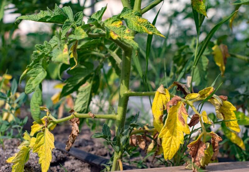 yellow and wilting leaves of a tomato plant with disease