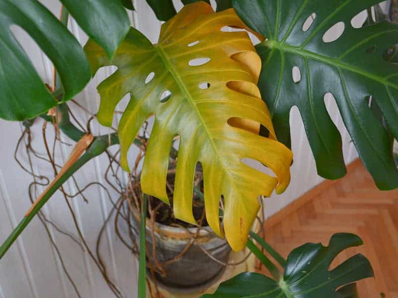 Monstera plant with a yellowing leaf