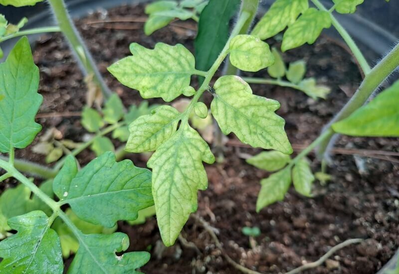 yellowing leaf of a young tomato plant