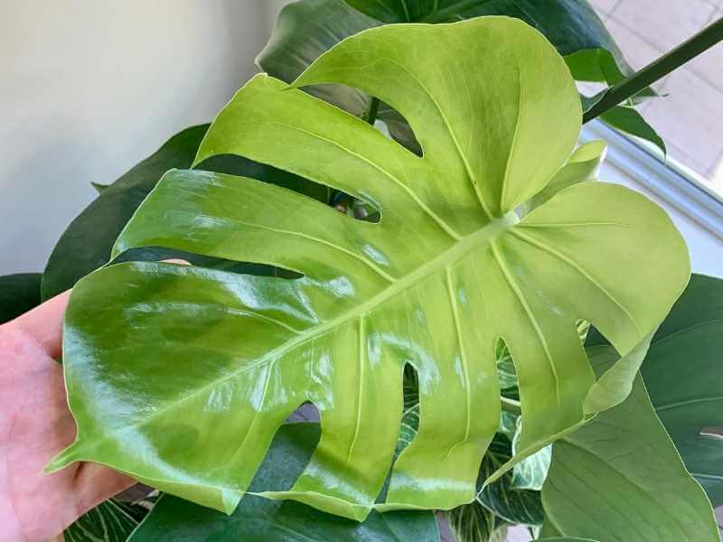 Fresh, young Monstera leaf growth up close