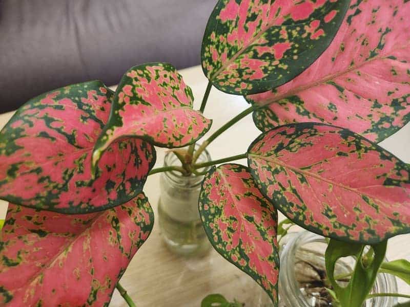 Aglaonema growing in water