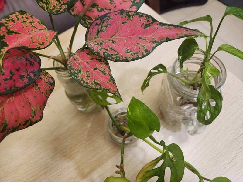 plants growing in glass jars with water