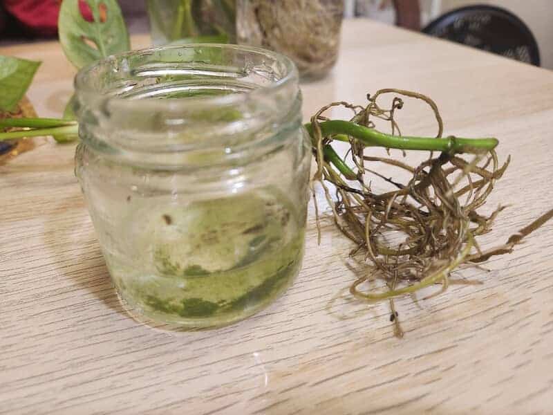 plant with dark roots removed from glass jar with algae in water