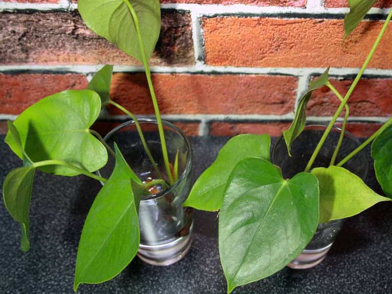 anthuriums growing in water