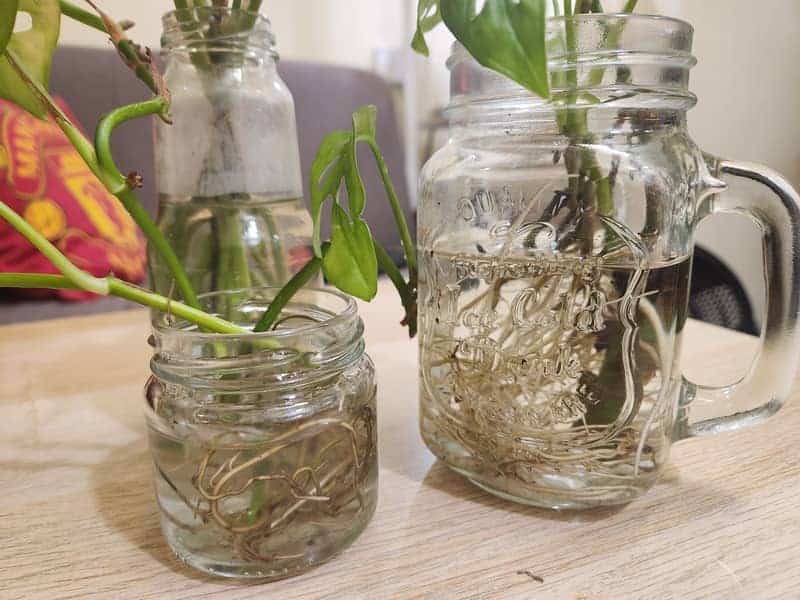 Glass containers for plants with roots growing in water
