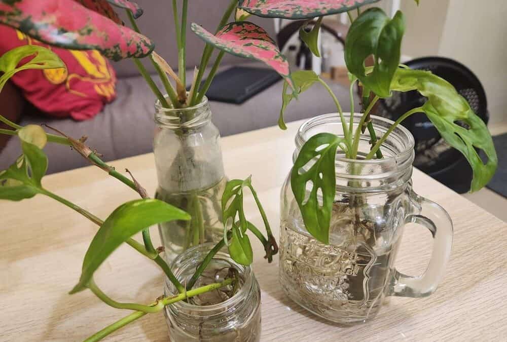 The Best Indoor Plants That Grow In Water