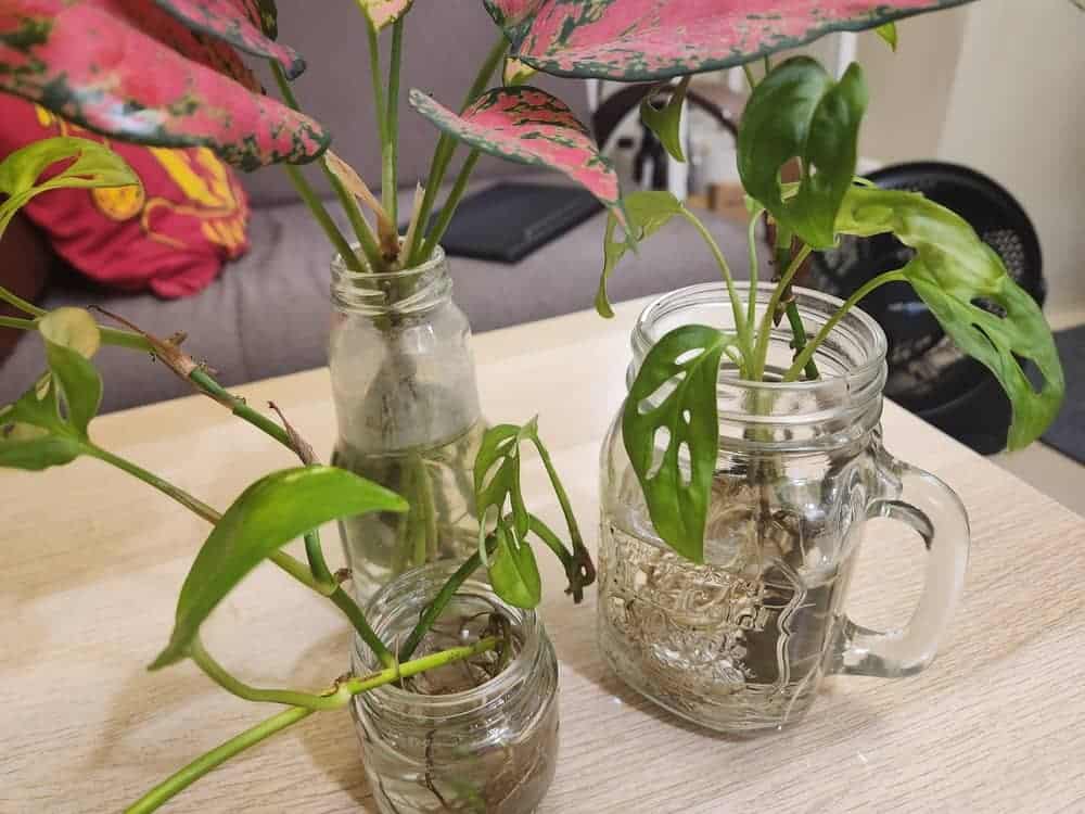 different plants growing in water