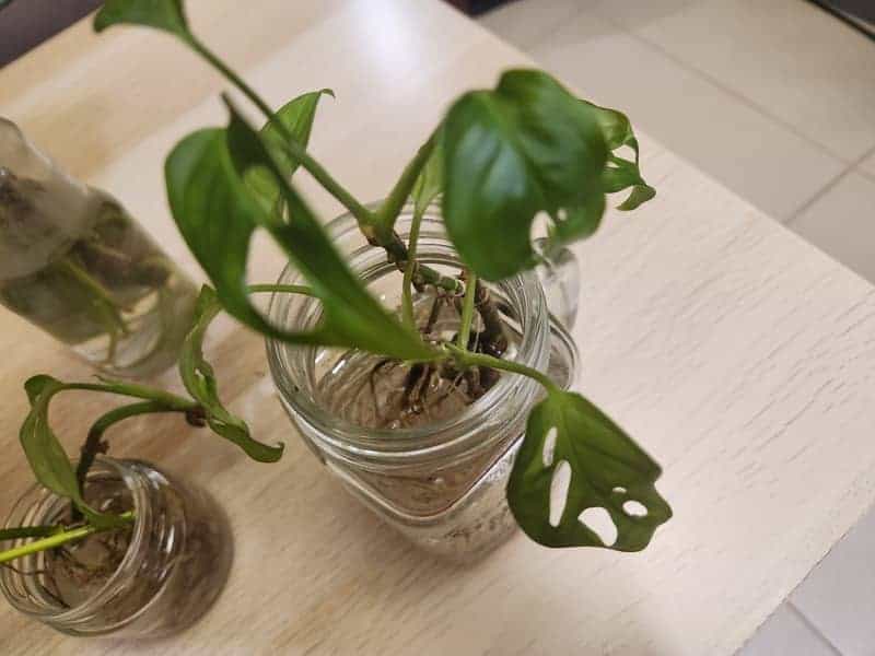 Monstera growing in glass jar with only water
