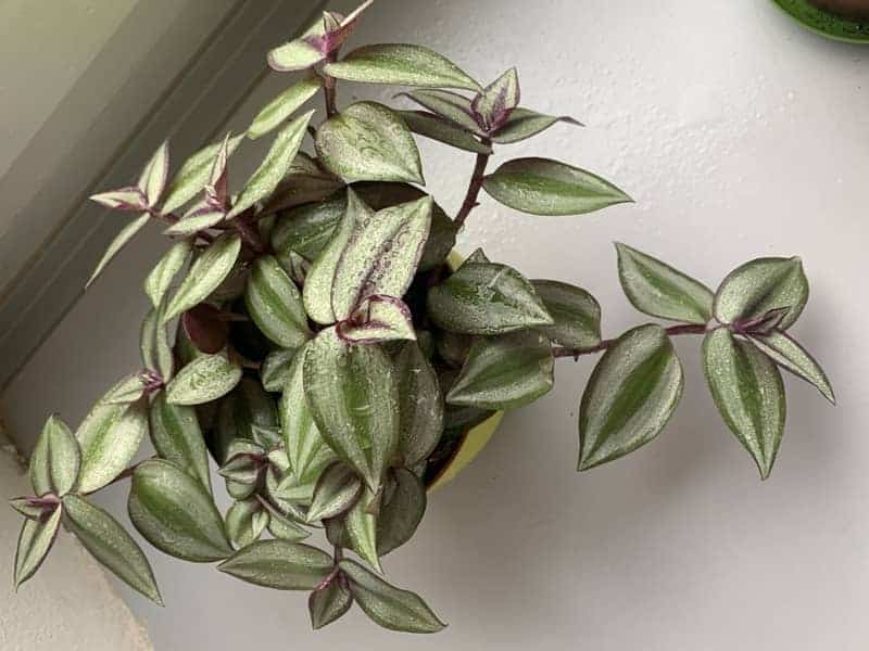 Tradescantias