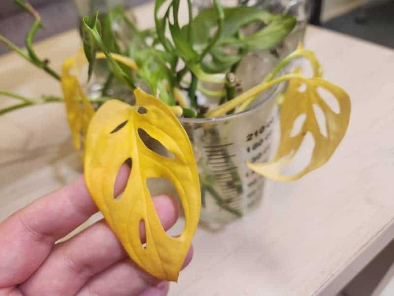yellow leaves of a monstera plant growing in water