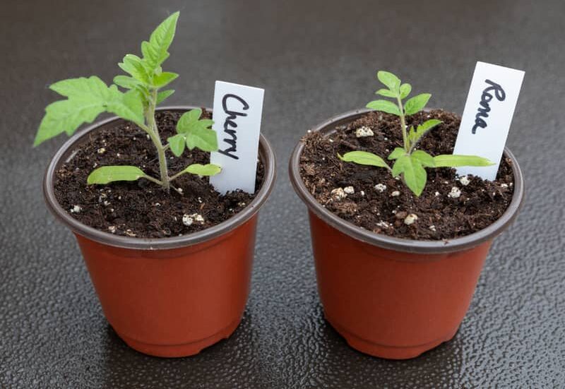 Potted tomato seedlings of Cherry and Roma varieties marked with labels.