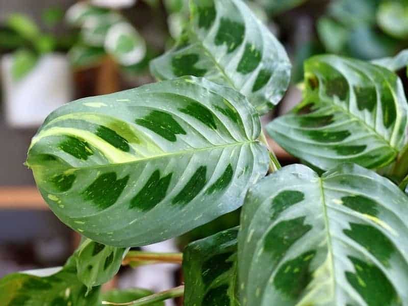 close up of a prayer plant