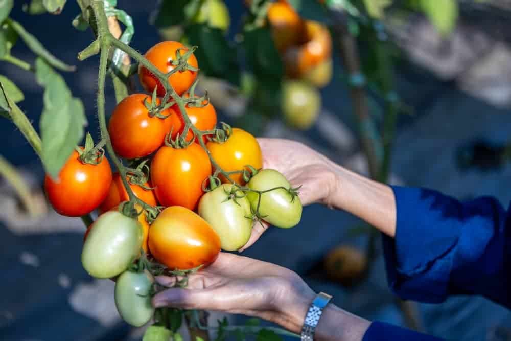 hand-picking-fresh-tomatoes-in-the-garden hand picking fresh tomatoes in the garden