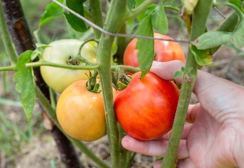 close up of hand picking a ripe tomato