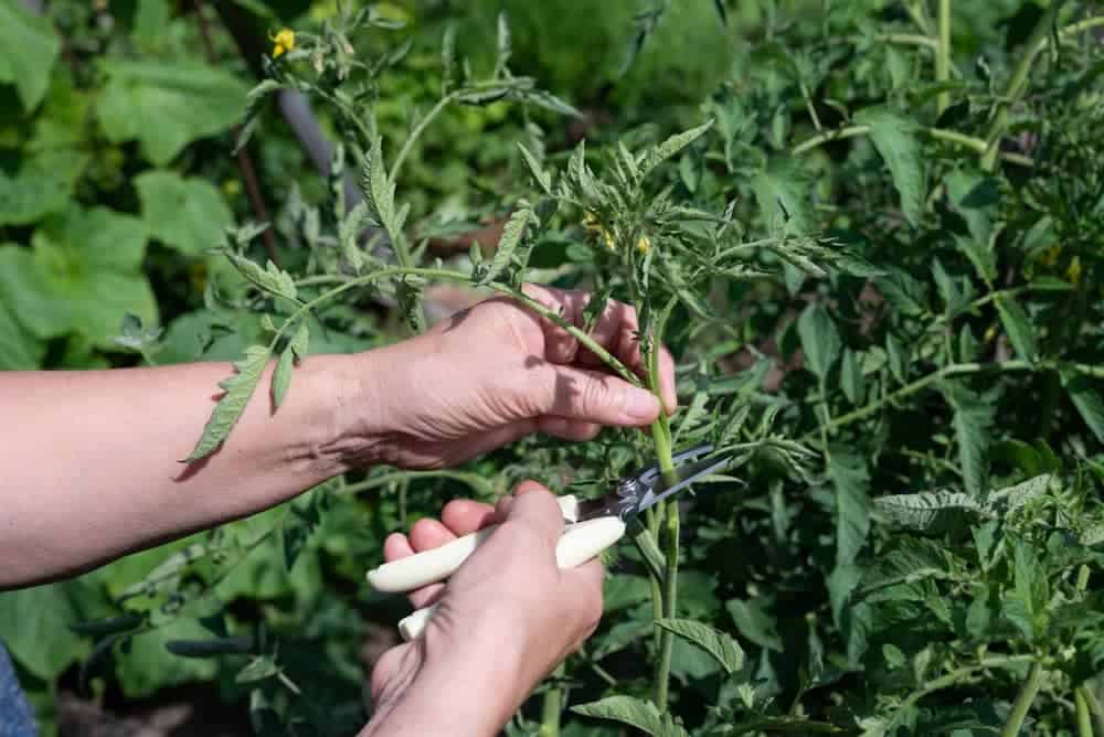 hands using pruning shears to trim a tomato plant