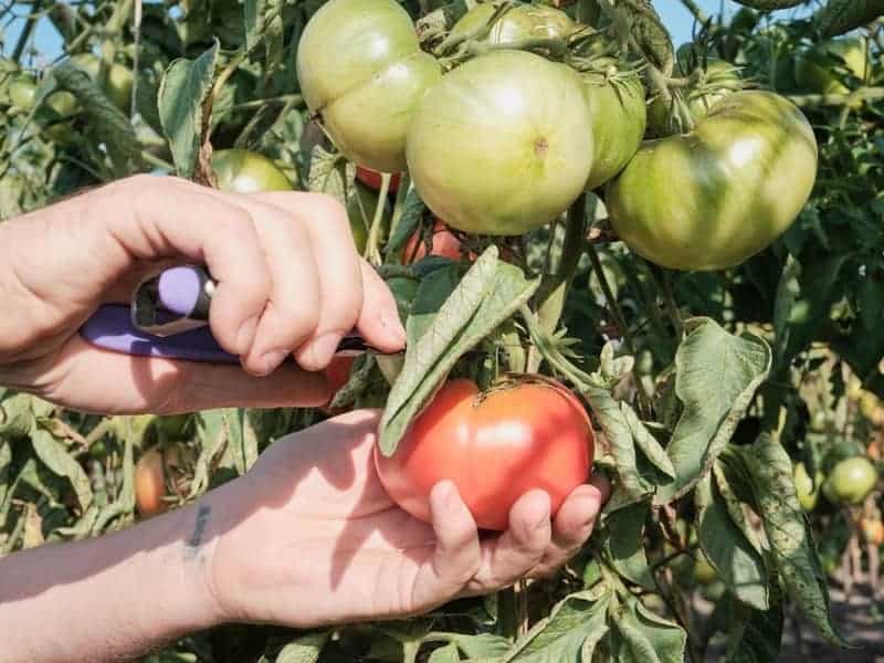 harvesting ripe tomatoes in sunlit garden