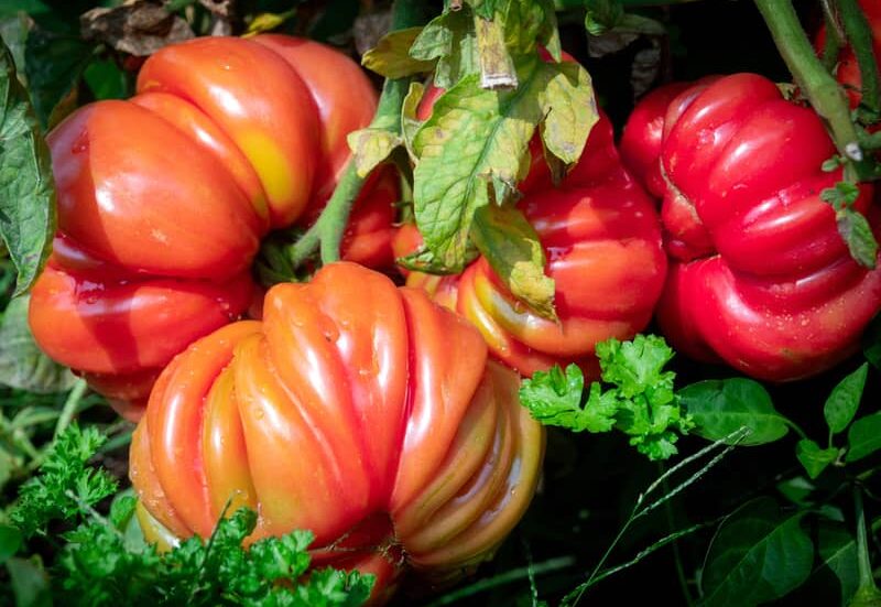 ripe heirloom tomatoes ready for harvest