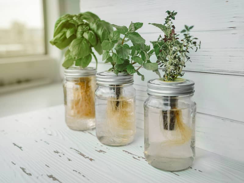 herbs growing in water