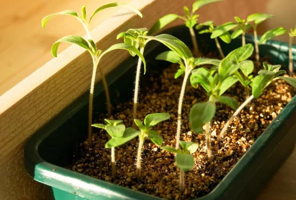 The Ultimate Guide To Growing Tomatoes From Seed