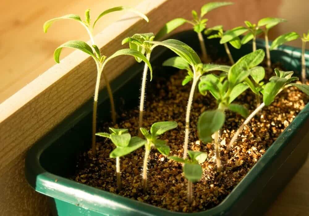 newly sprouted tomato seedlings in a container