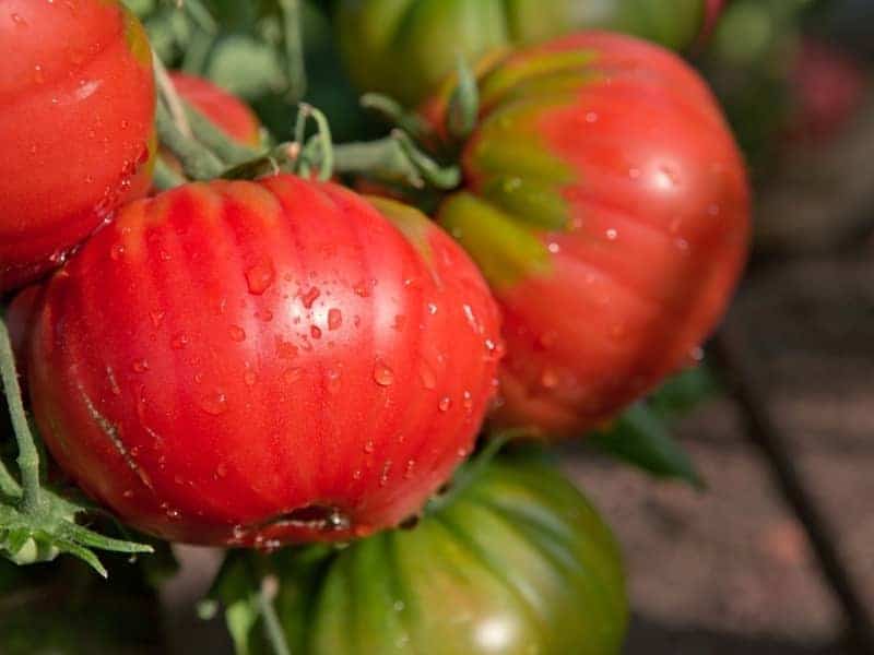 large red beefsteak tomatoes