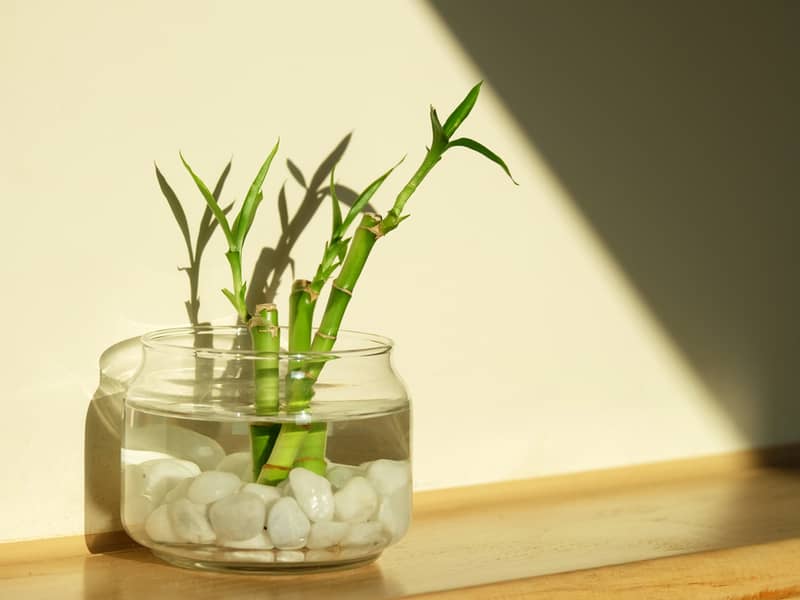 lucky bamboo growing in water