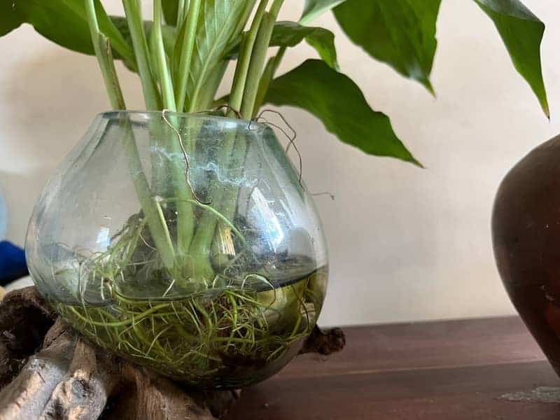 peace lily growing in water