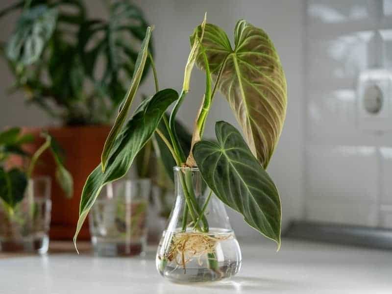 philodendrons growing in water