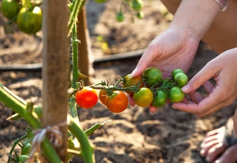 hand picking cherry tomatoes in the breaker stage