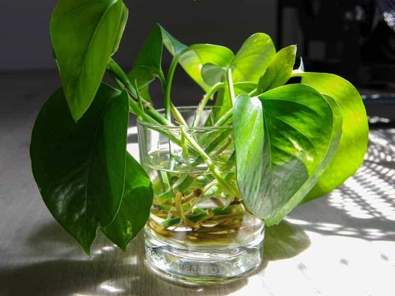 pothos cuttings growing in water