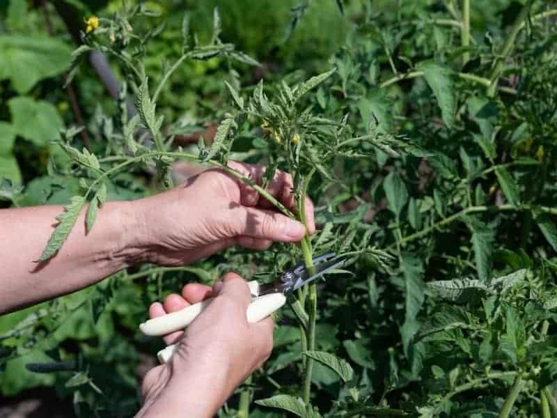 pruning young tomato plants