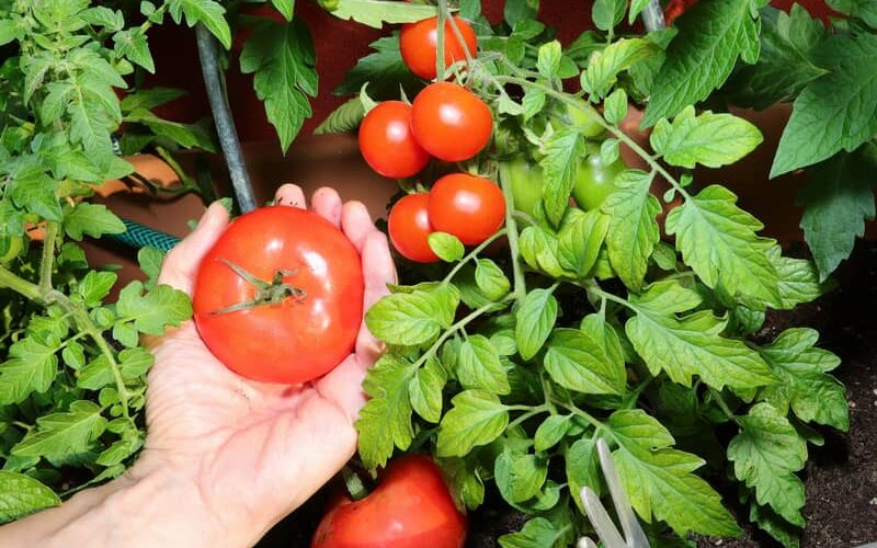 red tomatoes harvested from a plant grown in a container